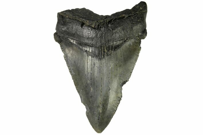 Serrated, Juvenile Megalodon Tooth - South Carolina #183039